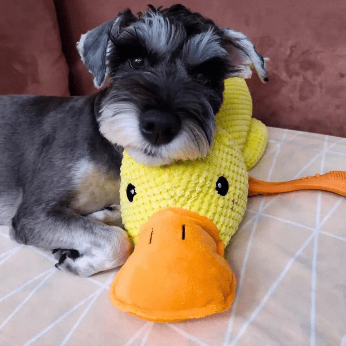 Quackly – Soothing Plush Toy for Dogs with Squeaker, Machine Washable
