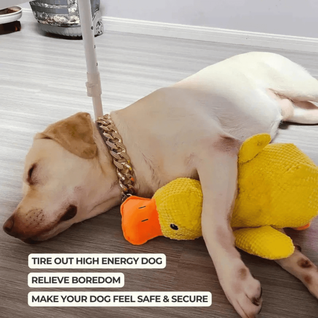 Quackly – Soothing Plush Toy for Dogs with Squeaker, Machine Washable