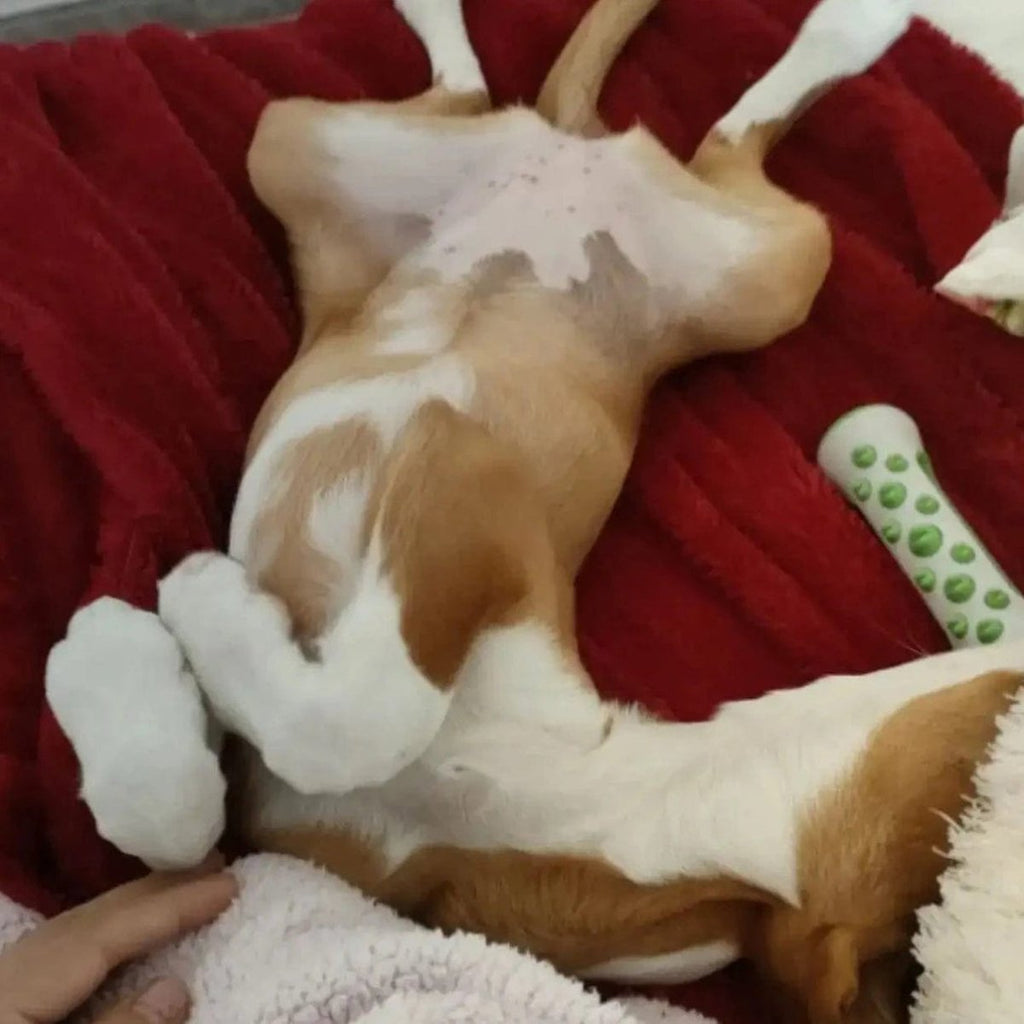 PETZEN – Relaxing Dog Toy with Infused Lavender & Chamomile